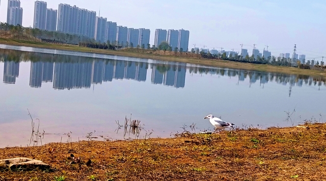 打造水生態(tài)城市，讓周口更宜居