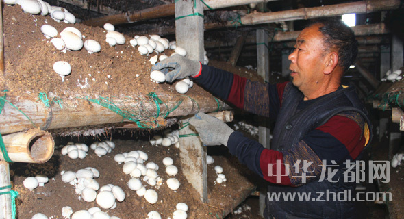 周口項(xiàng)城：食用菌種植基地內(nèi)，工人正在查看雙孢菇長(zhǎng)勢(shì)